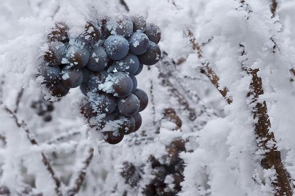 Виноград зимой в снегу