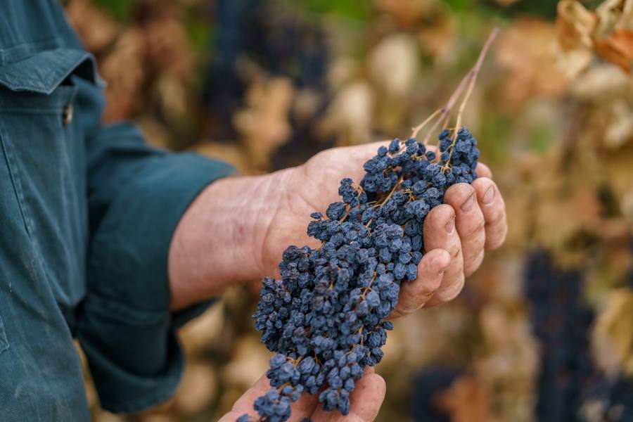 Подвяленная гроздь винограда в руках