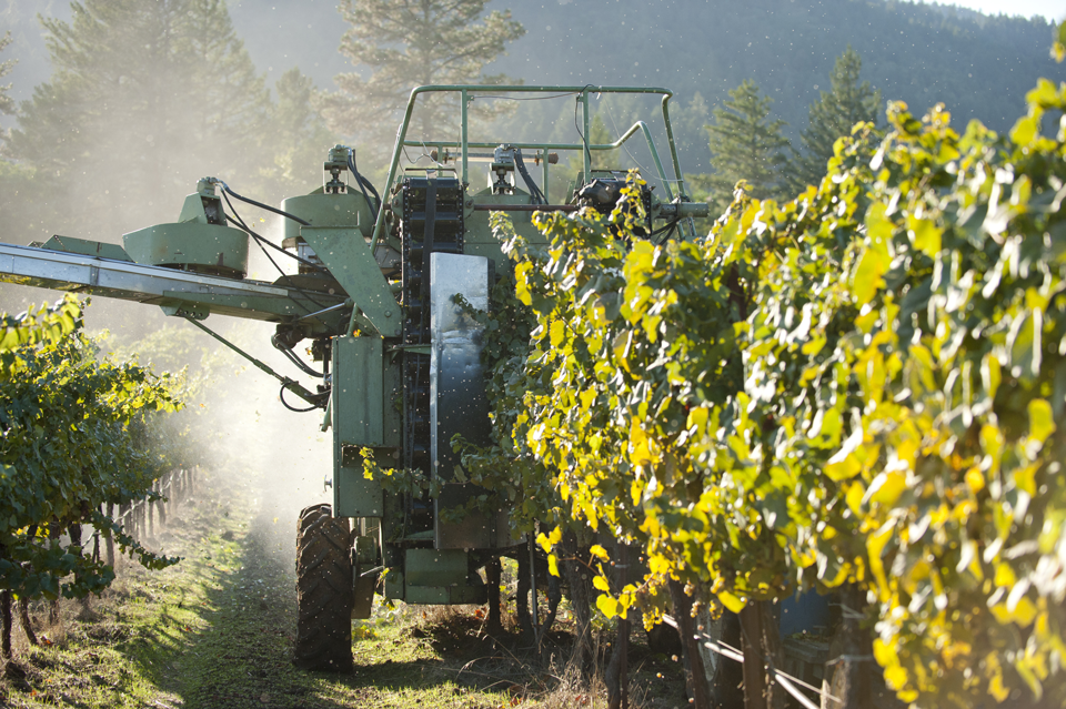 Машинная уборка урожая на винограднике