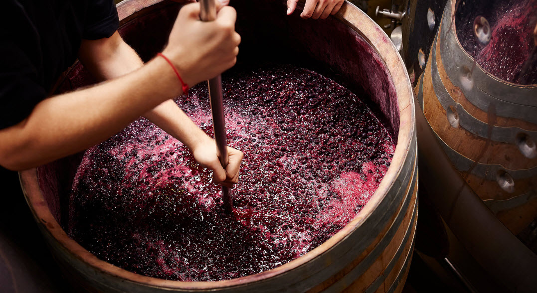 Мацерация вина. Брожение виноградного сусла. Виноделие брожение. Ферментация винограда для вина. Производство красного вина
