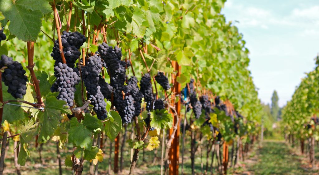 Пино Нуар на винограднике