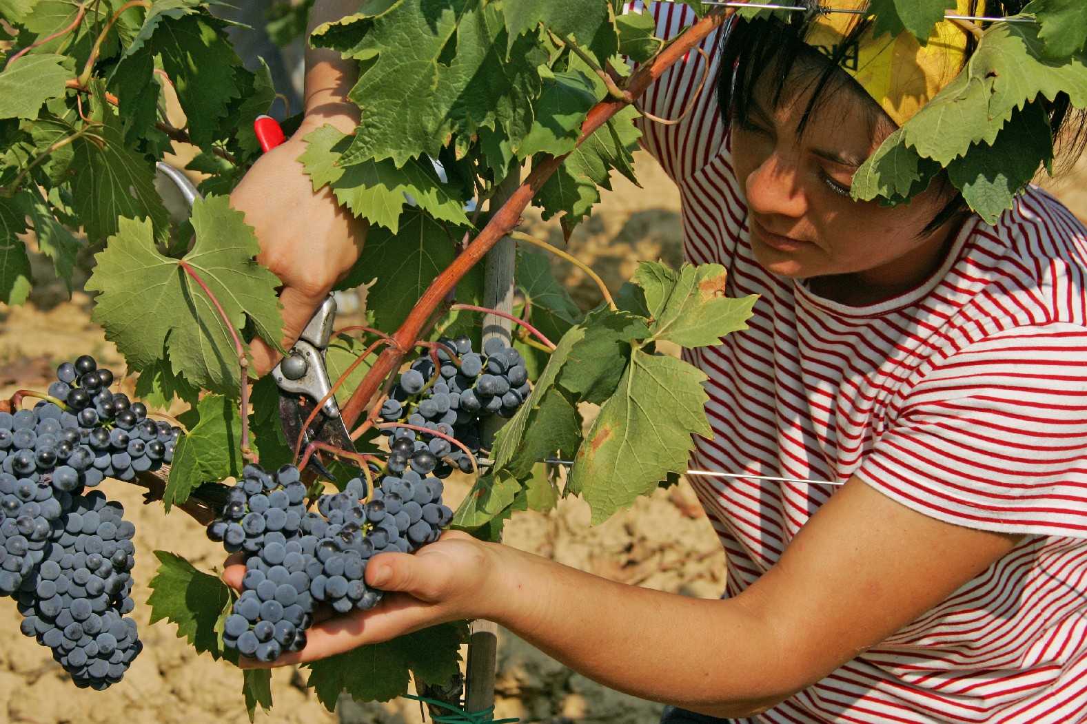 Виноградарь краснодарский край. Виноградсво и виноделие в Крыму. Уборка винограда. Сбор урожая винограда. Ручной сбор винограда.
