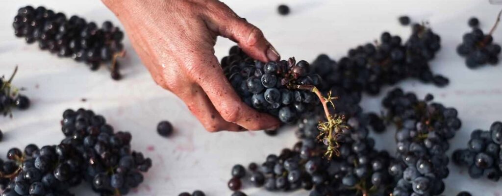 Гроздья винограда в руке 