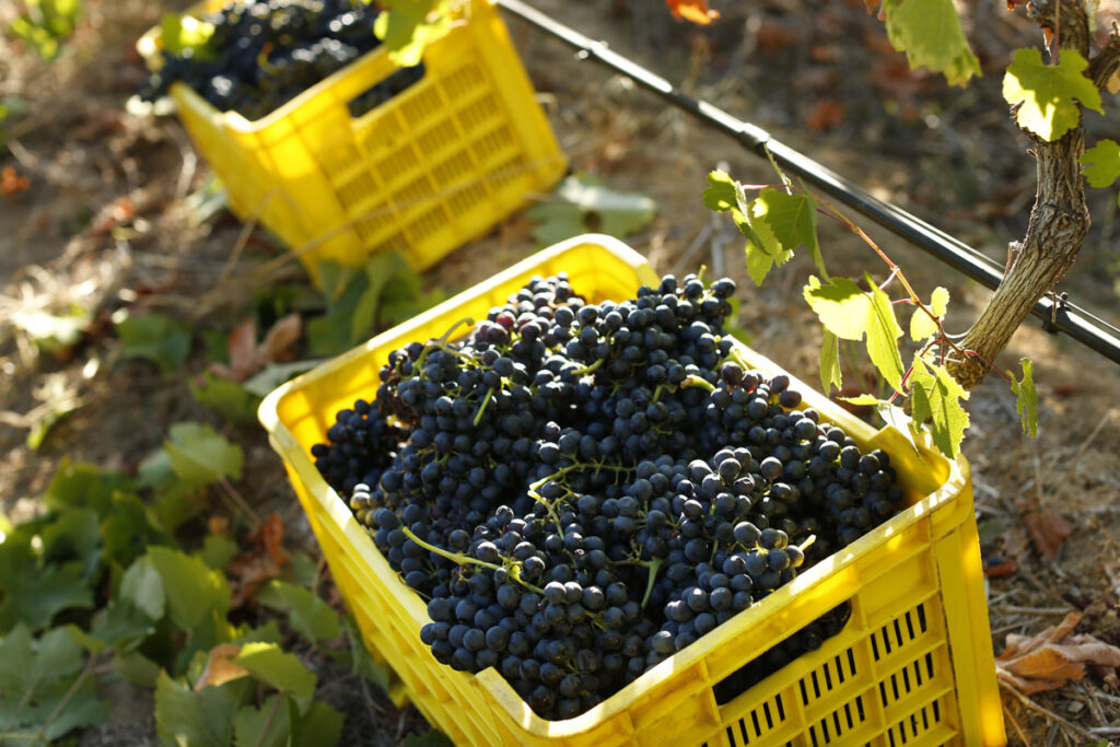 Ручной сбор винограда Сира