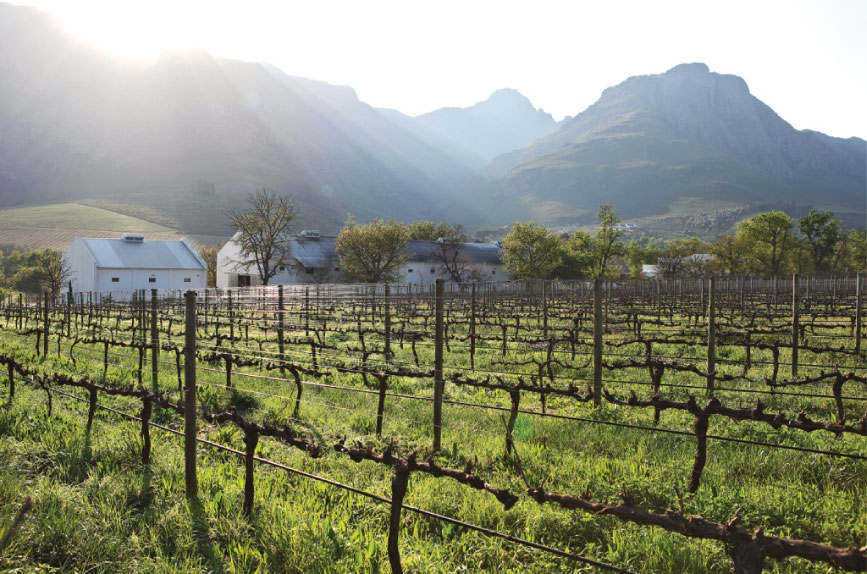 Виноградники в ЮАР на ферме Клейнуд