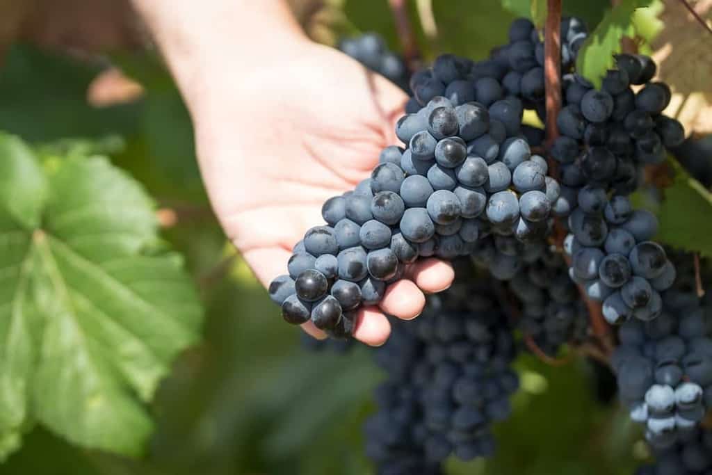 primitivo-grape-variety-characteristics