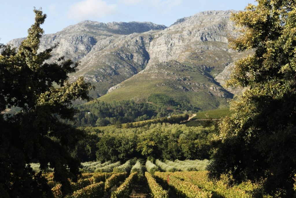 Виноградники Kleinood  в ЮАР
