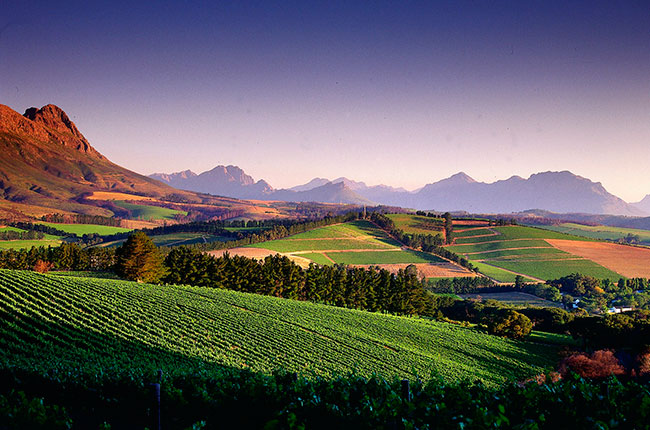 Виноградники Южной Африки
