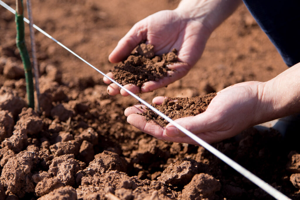 very special red soil for vineyards