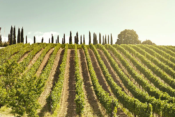 Солнечный виноградник в Тоскане