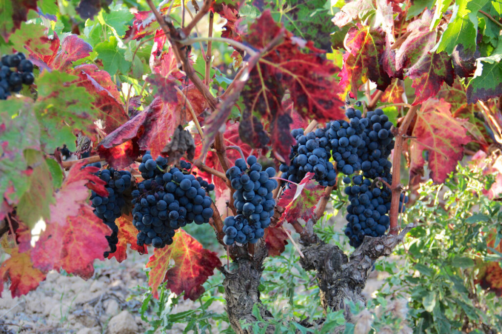 Осенние виноградники