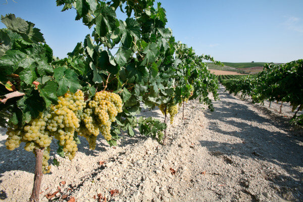 Виноградники в регионе Херес