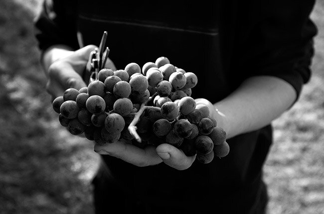 Грозь винограда в руках