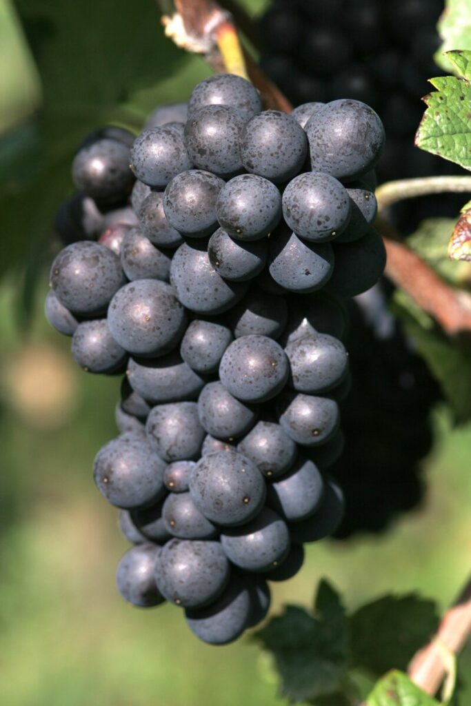 Все сорта винограда, используемые в шампанском - Блог Vintage-M