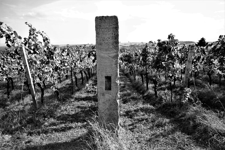 В 1967 году Фриц Беккер начал рекультивацию виноградника Каммерберг. Этот виноградник по-прежнему является одним из лучших в Эльзасе.