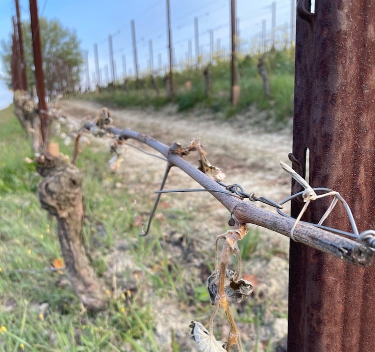 Повреждение морозом виноградных лоз в Ла-Морре в зоне Бароло