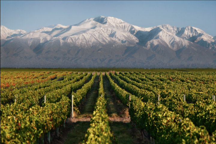 Виноградники с видом на горы