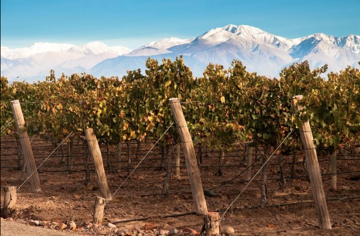 Виноградные лозы в Аргентине