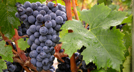 Сорт винограда Каберне Фран
