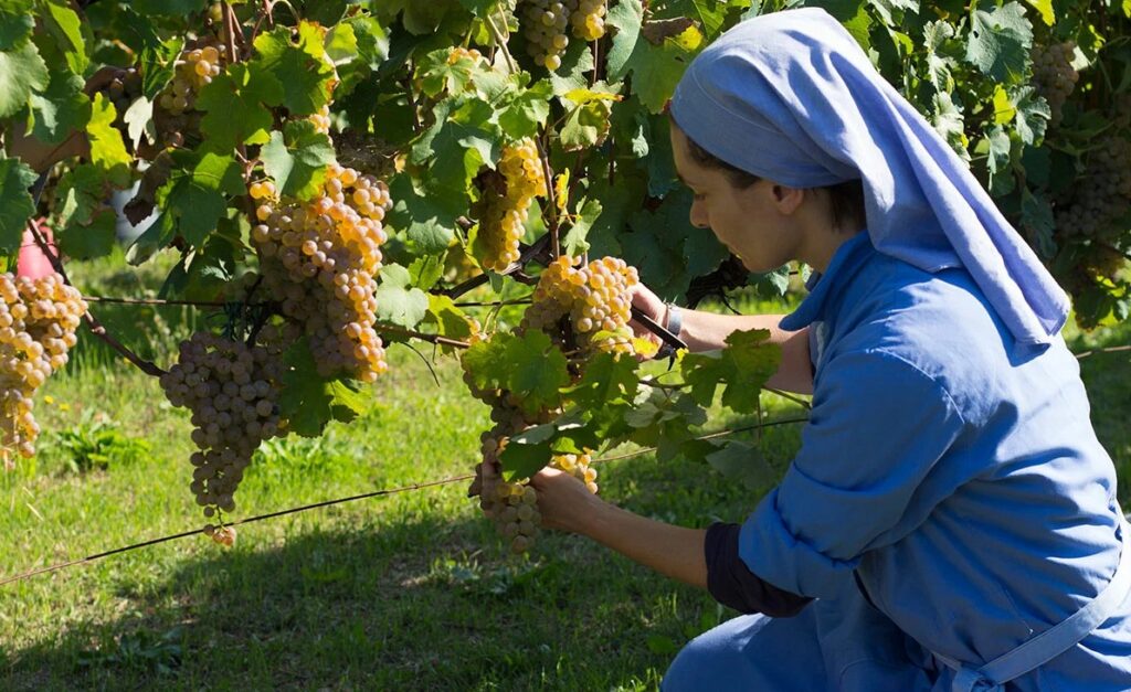 Итальянская монахиня собирает виноград