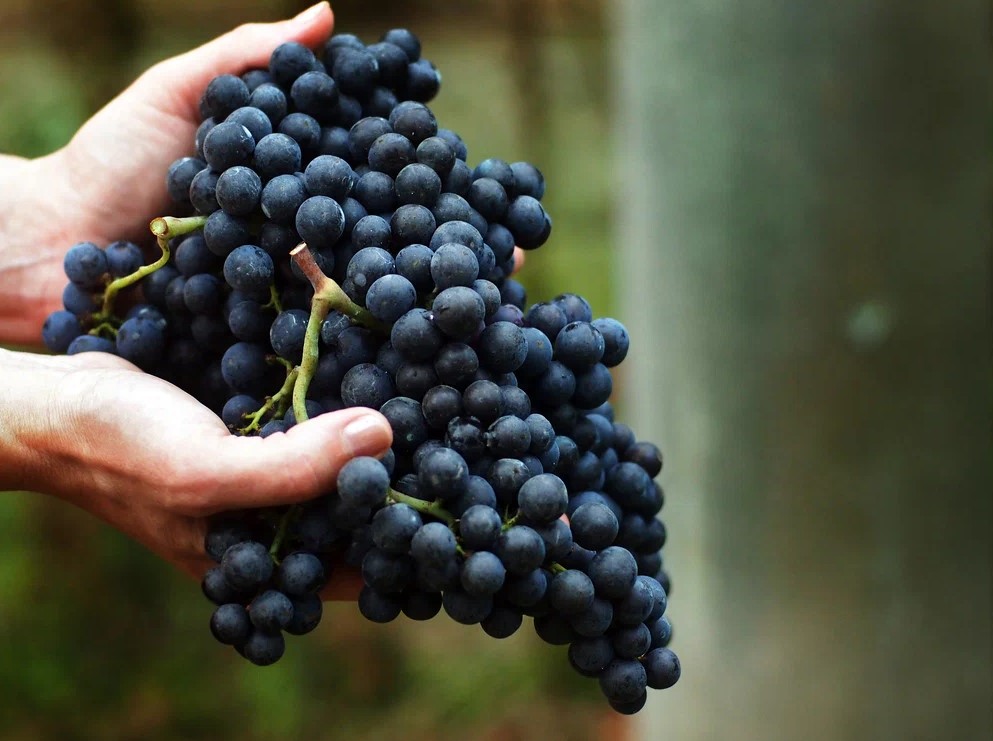 Сорта винограда: виноградная лоза в руках
