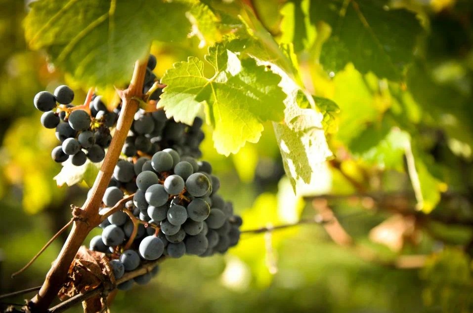 Виноград на ветке. Сорта винограда
