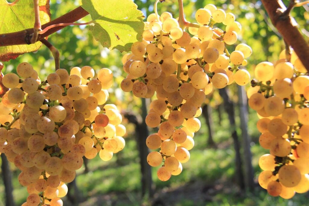Разрешенные сорта винограда для белых вин Бордо