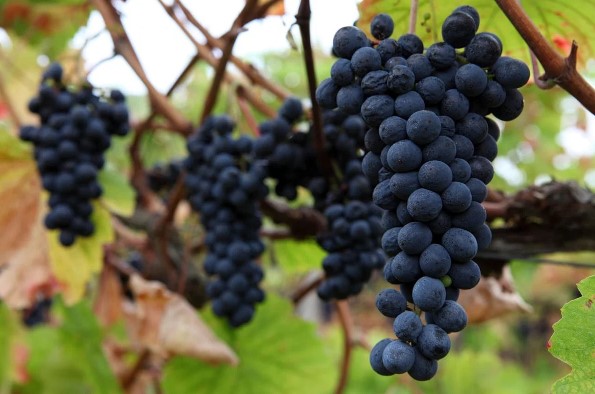Сорта винограда: виноградная лоза