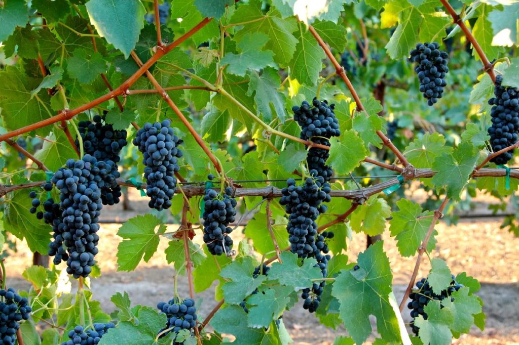 Виноградники Сира