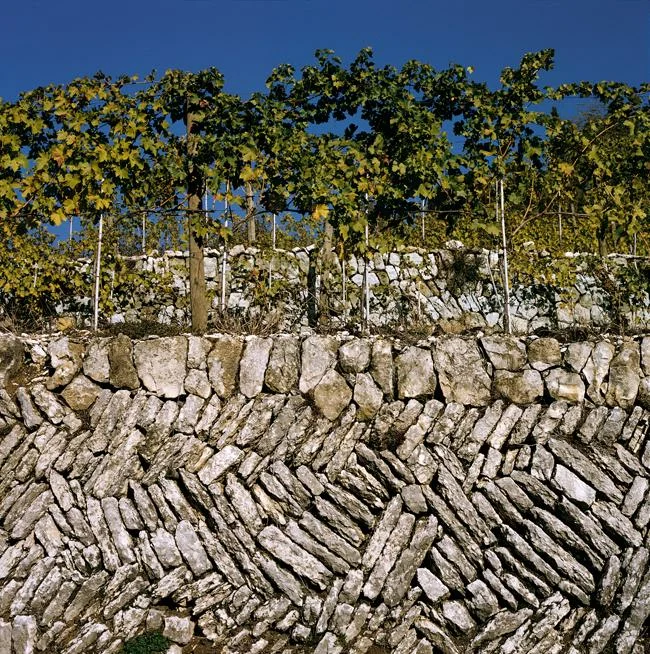 Виноградники Cantine Aldegheri